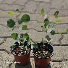 원플원 2개발송 유칼립투스 폴리안 비염에 좋은식물 소품 에이피플랜츠, 1개, 기본