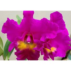 [신라난농원]카틀레야.타이완킹.진핑크에빨강노랑립술.아주예쁜색.꽃대형종.향기좋은향.고급종.귀한품종.상태굿.인기상품..필독뒷사진참고., 1개