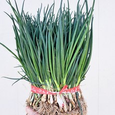 빠리농산 국내산 쪽파 1단, 1kg, 1개, 흙쪽파