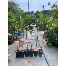 霏霏園藝 紅娘波羅蜜嫁接苗