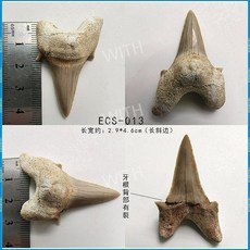 메갈로돈 귀 이빨 상어 실제 화석 원석 광석 표본 모로코 해양 고생물학 장식 선물, ECS-013