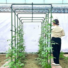 덩굴식물 격자 수박 오이 콩 콜리플라워 포도 토마토, 1개, 20지름 120폭120길이120높이 3x5x6