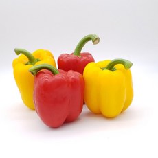 의령농산 건강채소 국내산 간편손질야채 빨강/노랑 파프리카, 1개, 노랑빨강 파프리카(랜덤2입)