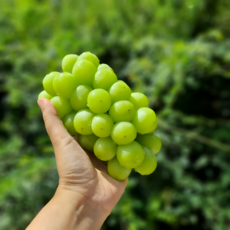 고당도 샤인머스켓 실속형 1등급 실중량 2kg, 1개, 실속형 샤인머스켓 3~5수 2kg