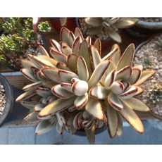 늘꽃다육 흑토이 안전배송. 리톱스 다육 식물 선인장 인테리어 집 꾸미기 화분, 1개