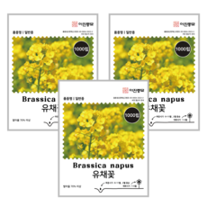 [주주씨앗] 1+1+1 유채꽃씨앗 노지월동 봄 가을 파종 작물 꽃 씨앗 몰 유채꽃 종자 유채씨, 1개
