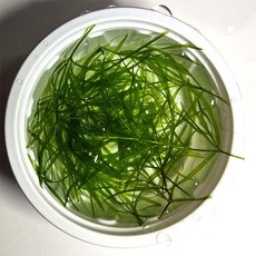 [수초대장] 나자스말 소스컵 부상수초