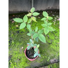 洛里昂玫瑰 中輪多花 四季開淡香, 1個, 四吋盆