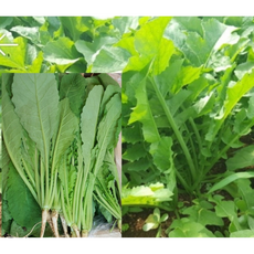 국내산 전라도 싱싱한 김치용 열무 최상품 4kg 알뜰농장, 1개, 최상품4kg내외