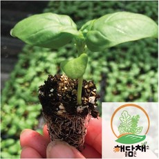 (도시농업해담채) 바질모종 7포기, 7개
