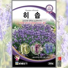 1+3 히솝 200립 / 다년생 허브씨앗 / 씨앗 3종 랜덤발송 사은품 증정