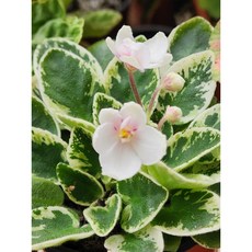 미니바이올렛 막스스탑샤인 8센티 화분 엠제이정원, 1개