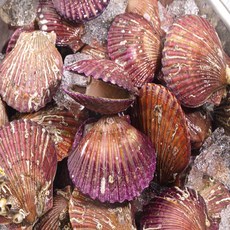 제철 통영 선별 홍가리비 1kg 23미 내외, 1개, 홍가리비 1kg 25미 내외