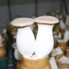 성화 새송이 버섯 2kg (실속 특 나물용 못난이 미니) / 오늘, 1