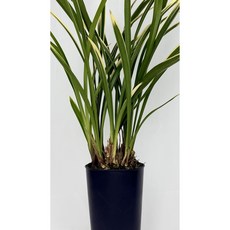 [다온난가든] 동양난 금기(엽물-꽃대X) 취임/축하/고급선물 동양란, 1개