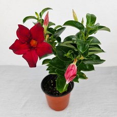 만데빌라 1+1 소형 (식물2개+받침2개) 빨간꽃 야생화 인테리어식물 아비가든, 1세트