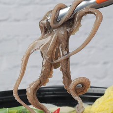 수락수산 뻘에서 잡은 목포 산낙지(중)5미(미당100~150g내외), 5개, 미당100~150g