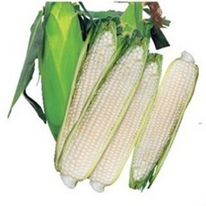 N16 銀狐白色水果玉米種子 皮薄汁多 甜度佳 抗病品種, 1包