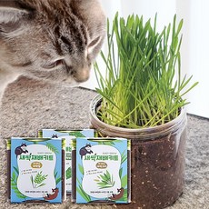 멍냥이랑 이지그로우 캣그라스 새싹 재배키트, 새싹밀3EA
