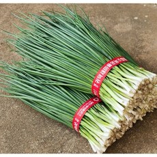 제주울엄마 직접 농사지은 해풍맞은 깐 쪽파, 500g, 1개
