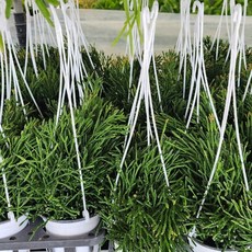 에이피팩토리 립살리스 팝아이 수입식물 소형 행잉 공중식물, 1개