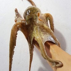 국내산 돌문어 제수용 활 문어, 1개, 1kg(1미)