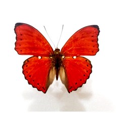 蟲新發現 蝴蝶標本A1 Cymothoe excelsa 展翅5cm 中非產 稀有收藏, 已展翅成品