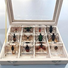 나비 박제 곤충 전시용 채집 교육용 수집 원목 자연 표본 과학 선물 생태 프레임 전시, C. 오션8종+선물세트+선물팩