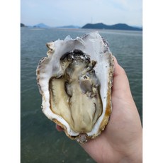 제철 생굴 삼배체굴 1kg 통영굴 생굴무침 석화 산지직송, 1박스, 1kg (삼베체굴)