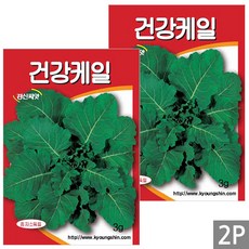 세인화분 건강 케일 3g - 씨 씨앗 케일씨앗 케일씨 쌈채소, 2개
