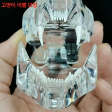 강아지 이빨 모형 골격 수의학과 해부학 동물병원 교육용, 고양이 이빨 1개, 1개, 기본 색상