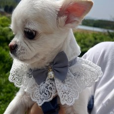 다온58 강아지 스카프 블루 S 레이스