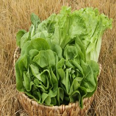 국내산 유러피안 샐러드 채소 모듬 1kg, 1개