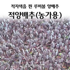 [모종심는아빠] 적자색의 루비볼 적양배추 모종 (농가용), 4개