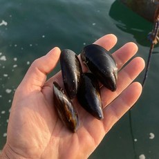 [산지직송 당일발송] 통영 자연산 햇 홍합 다듬이 섭국 홍합탕 구이용 캠핑 밀키트, 1개, 통영 통통 다듬이 새피 햇 홍합 3kg