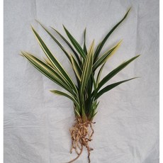 천기대훈 촉수5촉 동양난 취미난 고급난 선물용난 동양란전문 그린난농원, 1개