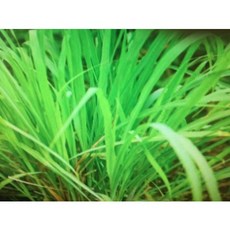 品種(地中海)(法國)迷迭香精油100ml-純精油分裝罐-(不是花香味.氣味重) 產地印度, 1個