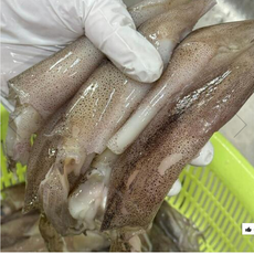 통찜용 총알 한치 500g (15-25미 한입 총알 한치, 1개, 500g(15-25미)