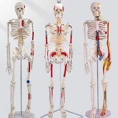 해부학 인체 모형 뼈 해골 교육용 실습 모델 골격 척추, A. 45CM 인체 골격 -신경이 없는 모델