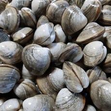 싱싱햇 생물 동죽 동죽조개 물총조개, 중, 1세트, 1kg(80미내외)