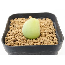 파일로슬롬 동일품-260323 아프리카식물 코덱스 멸종위기 희귀선인장