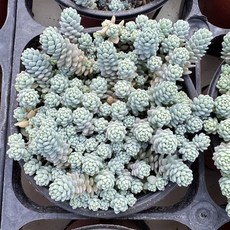 무스코이데움 세덤 다육이 플랜테리어 홈가드닝, 단일, 1개