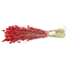 [데코몰] 프리저브드 파라리스 벌크, 레드