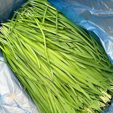 향긋함이 일품 싱싱한 국산 부추, 1개, 4kg