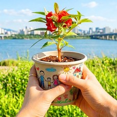 식목일 키트 봉선화 올인원 세트 새싹키우기 씨앗 활동 유치원 어린이집 학교 노인