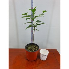 고욤나무<대목용 분재용>실생3년차, 1개