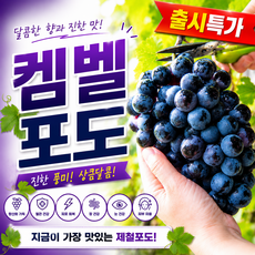 [출시특가] 제철 국내산 켐벨포도 신선한 생과 향긋한 포도 500g/1kg/2kg/3kg, 1박스, 500g