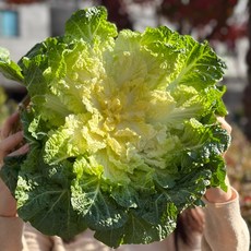 [제철맞이 특가판매] 산지직송 봄동 배추, 1박스, 1kg