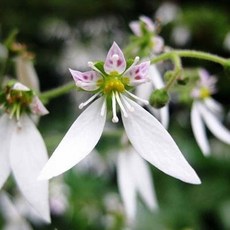 바위취 봄 야생화 흰꽃 모종 3치 포트묘 10개