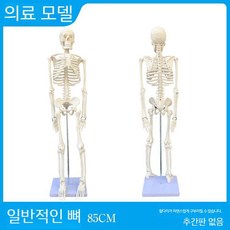 인체 척추 해골 구조 모형 근육 해부 모델 해부학 전신 뼈 대형, A. 85cm